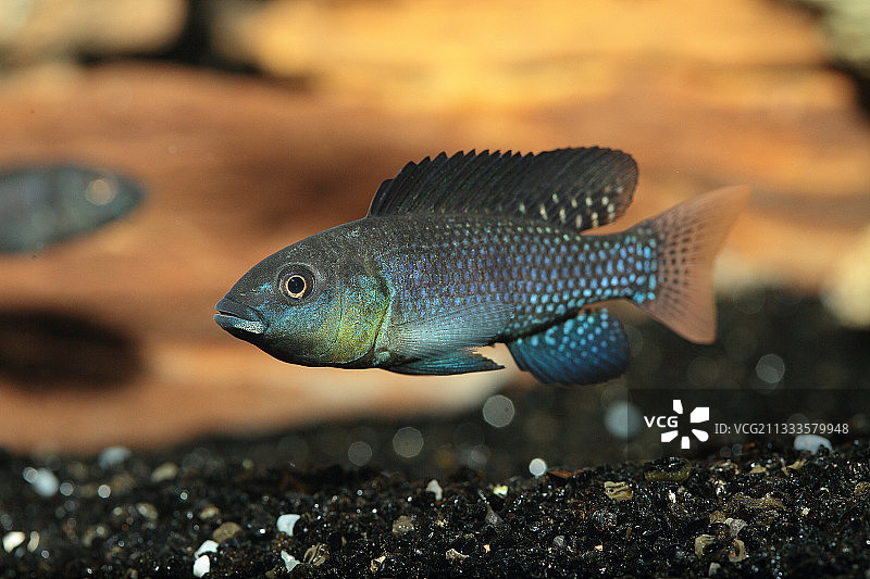 碱湖拟丽鱼（雄性）图片素材