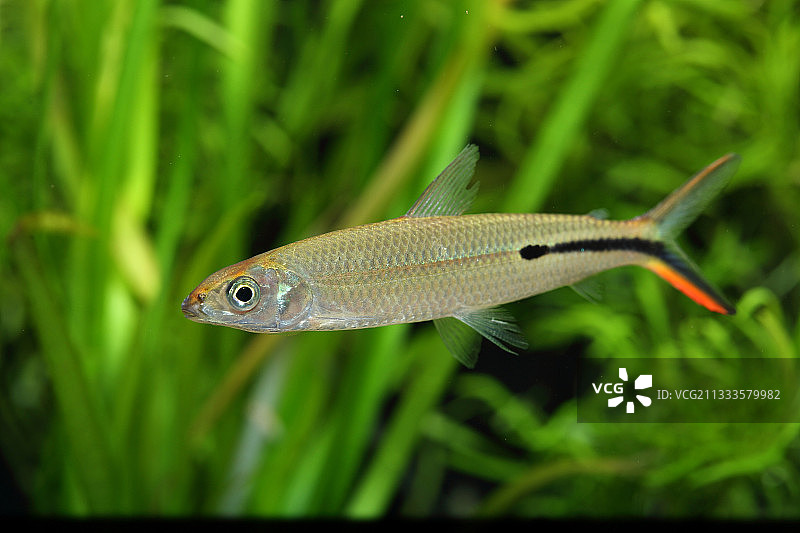 纤细半线脂鲤图片素材