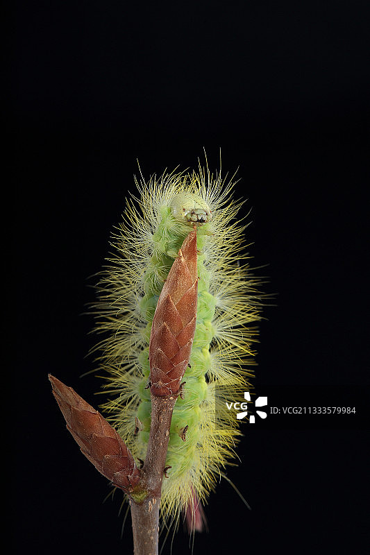 在黑色背景的芽上的淡色苔藓虫毛虫图片素材