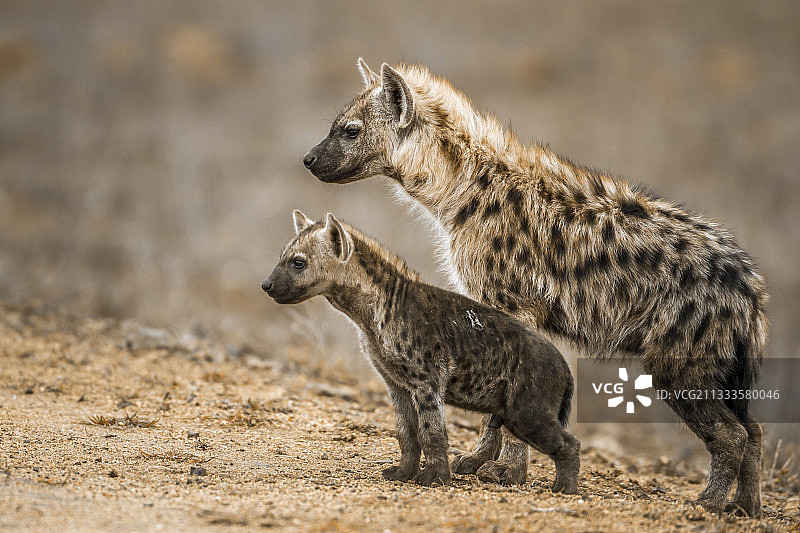 克鲁格国家公园的斑鬣狗和幼崽，南非图片素材