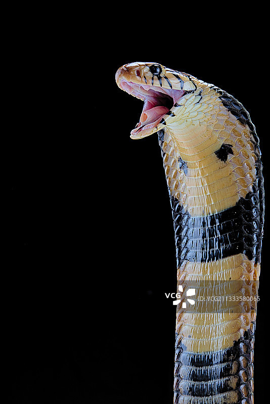 非洲森林眼镜蛇肖像图片素材