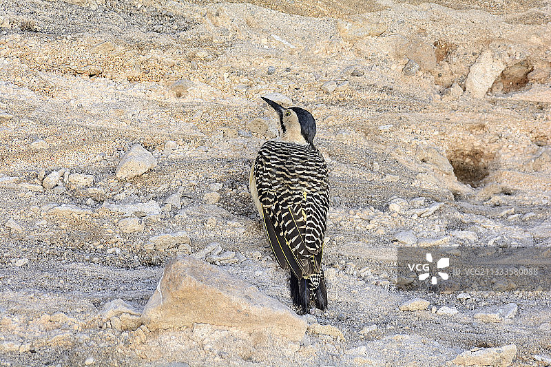 安第斯拟啄木鸟，帕里纳科塔，劳卡国家公园，阿里卡和帕里纳科塔大区，智利图片素材