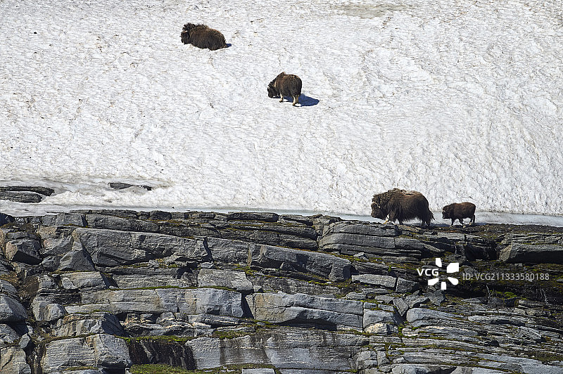 雪地里的麝牛和幼崽，加拿大魁北克-拉布拉多半岛图片素材