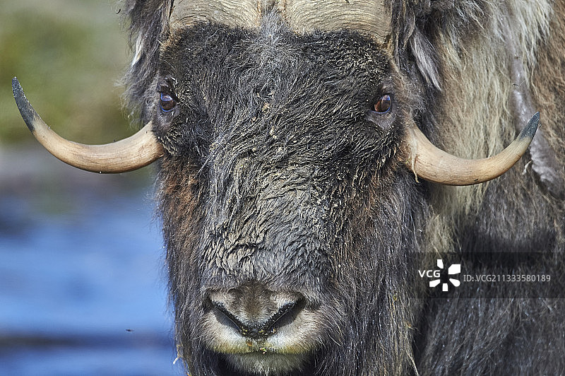 加拿大魁北克-拉布拉多半岛麝牛肖像图片素材