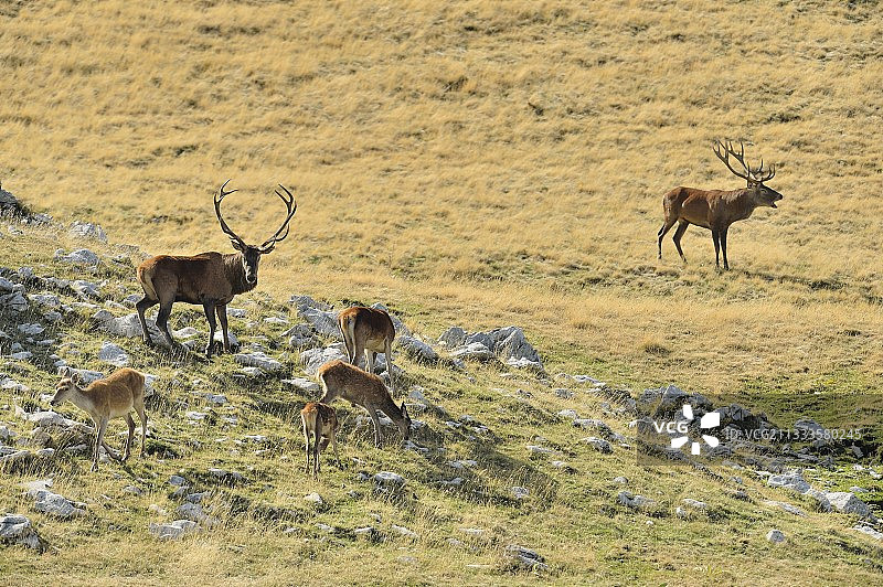 意大利阿布鲁佐，马鹿在发情期吼叫图片素材