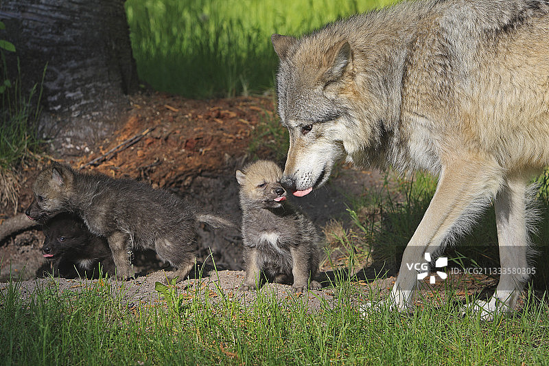 成年灰狼和1个月大的幼崽图片素材
