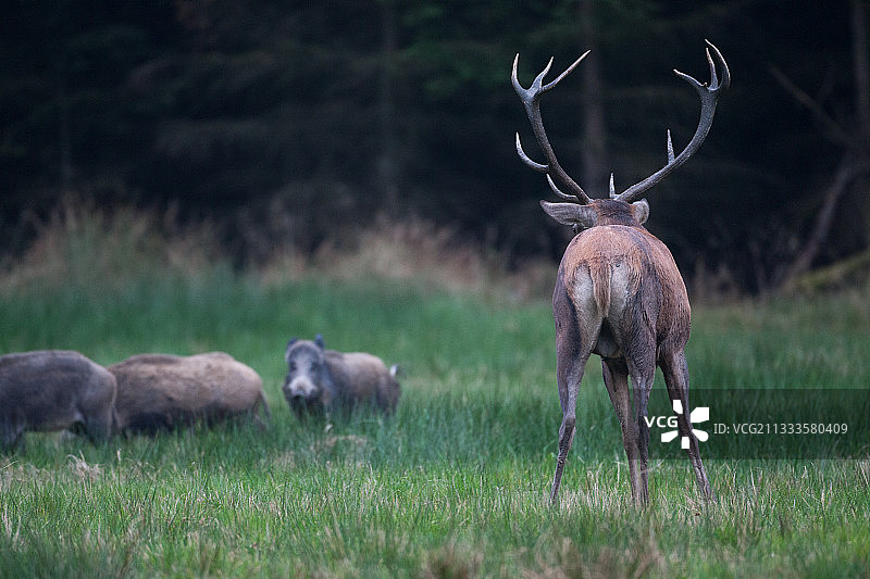 红鹿与野猪群，比利时阿登图片素材