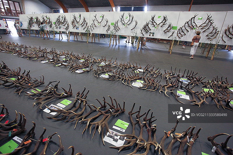 比利时阿登地区圣于贝尔山区的马鹿鹿角图片素材