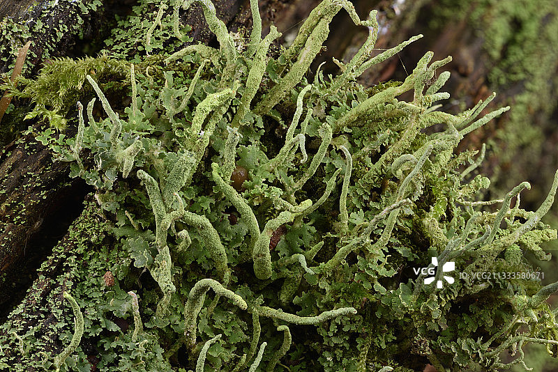 粉角地衣在树桩上图片素材