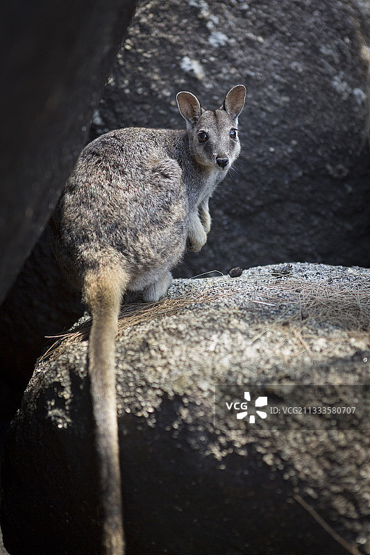 岩石上的马里巴岩袋鼠，澳大利亚昆士兰州图片素材
