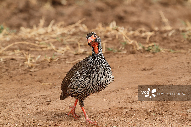 非洲红颈鹧鸪，坦桑尼亚塔兰吉雷图片素材