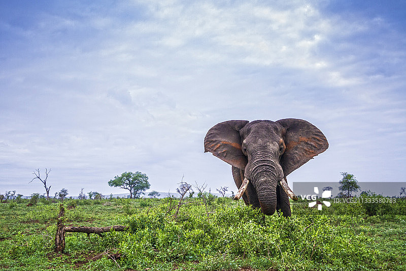 南非克鲁格国家公园，非洲丛林象冲锋图片素材