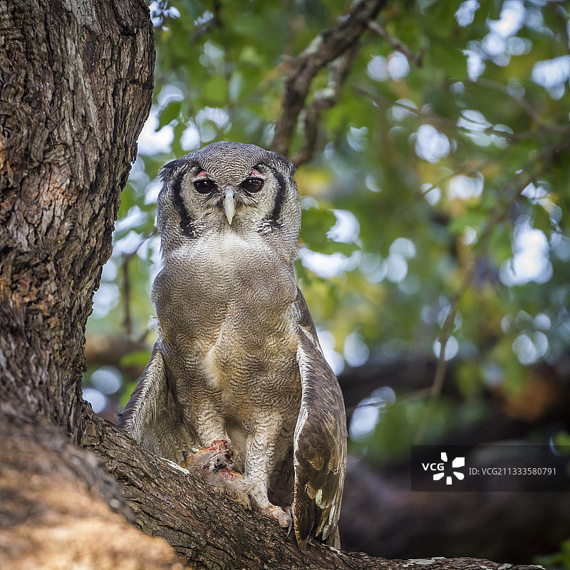南非克鲁格国家公园树枝上的 Verreaux 雕鸮图片素材
