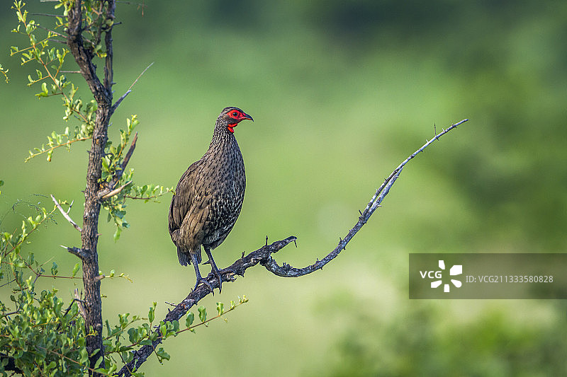 克鲁格国家公园的斯温森氏非洲鹧鸪图片素材