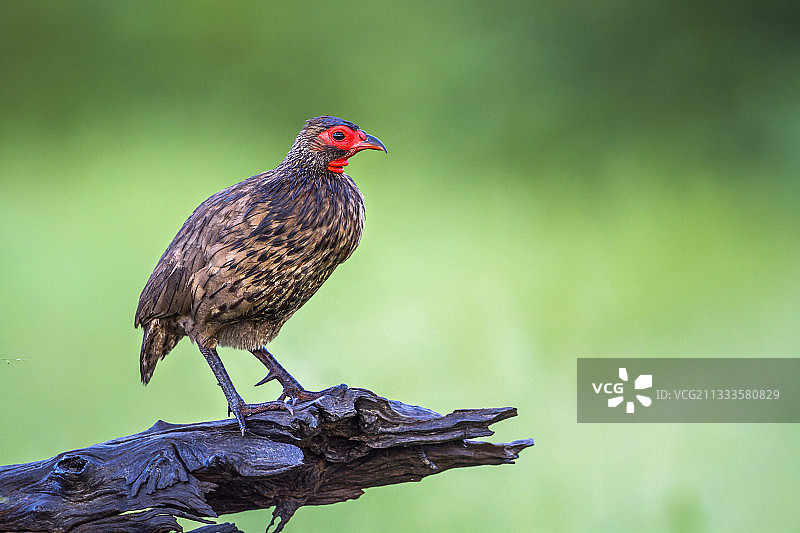克鲁格国家公园的斯温森氏非洲鹧鸪图片素材