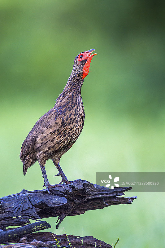克鲁格国家公园中在树枝上展示的斯温森原鸡图片素材