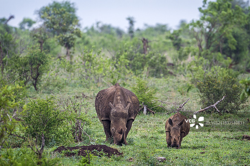 非洲克鲁格国家公园的白犀牛和幼崽图片素材