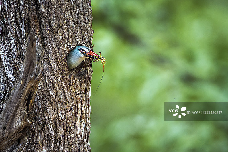 翠鸟（Halcyon senegalensis），南非克鲁格国家公园图片素材