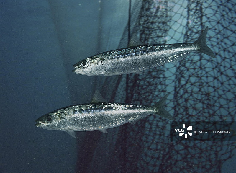 欧洲拟沙丁鱼侧视图合成图像（葡萄牙）图片素材