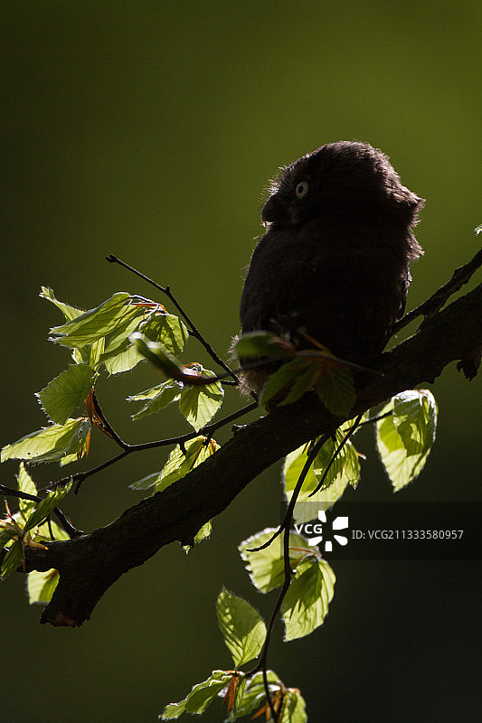 在树枝上的鬼鸮，阿登，比利时图片素材