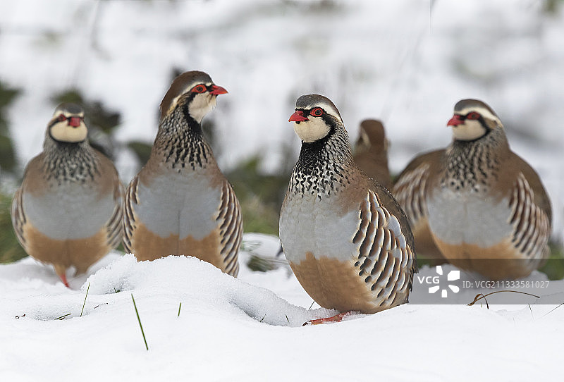 在雪地里行走的红腿石鸡，英国图片素材