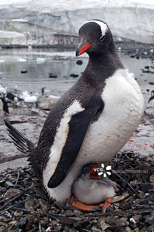 巴布亚企鹅和幼崽在巢穴，南极半岛图片素材