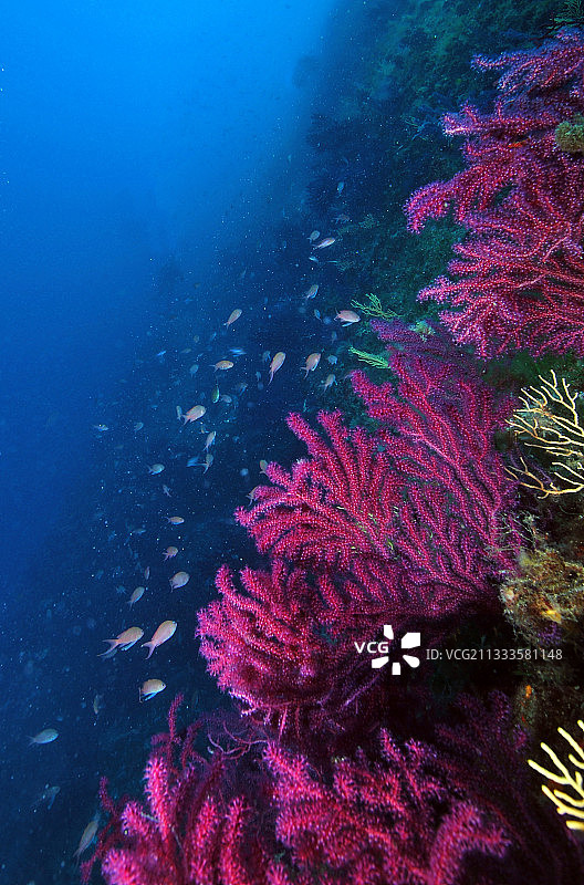 红色软珊瑚墙，法国马赛图片素材