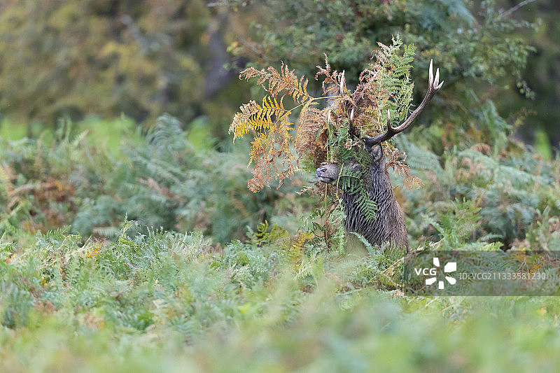 英格兰秋季，红鹿（马鹿）图片素材