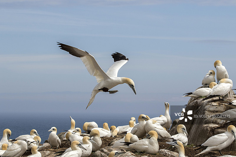 北方塘鹅群巢，爱尔兰索尔蒂群岛图片素材