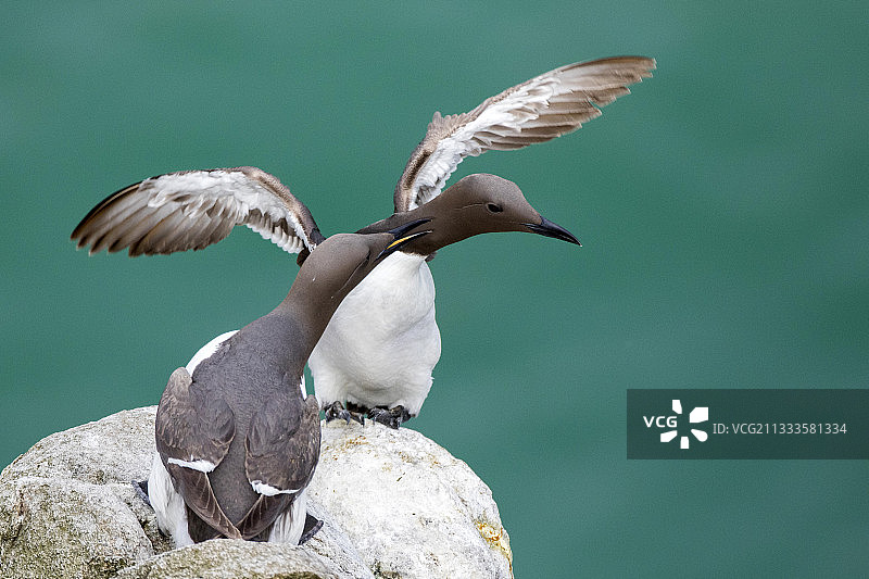 海鹦在爱尔兰索尔蒂群岛的岩石上争斗图片素材