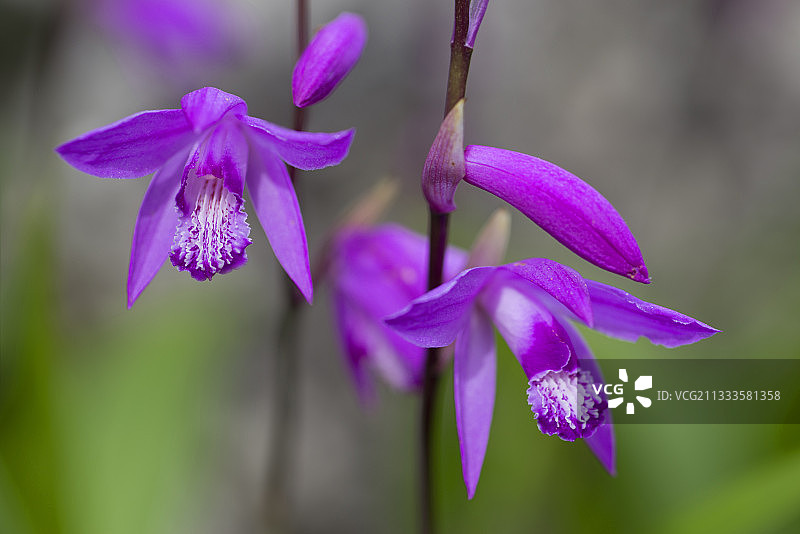 盛开的紫兰，法国阿尔卑斯山图片素材
