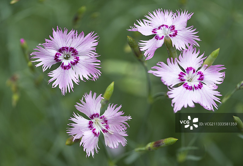 阿尔卑斯山脉的西伯利亚石竹图片素材