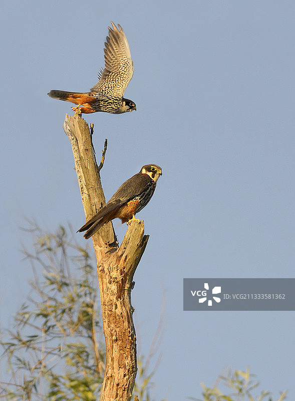 欧亚隼，多瑙河三角洲，罗马尼亚图片素材
