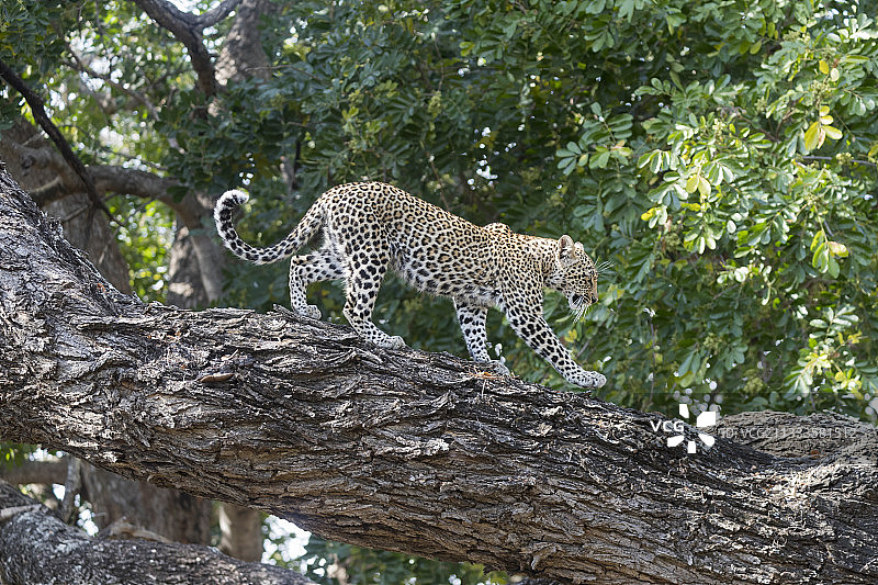 在树上的小非洲豹，马拉马拉禁猎区，南非图片素材