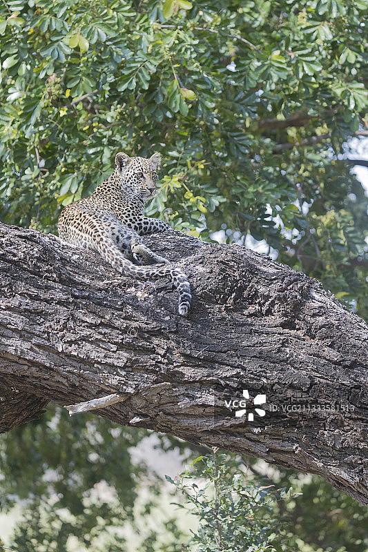 在树上的小非洲豹，马拉马拉禁猎区，南非图片素材