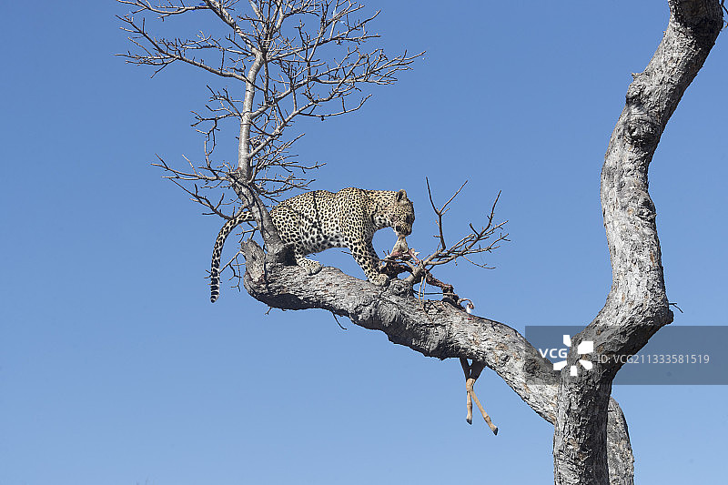 非洲豹（Panthera pardus pardus），成年个体在树上，有猎物的残骸，马拉马拉禁猎区，南非共和国图片素材