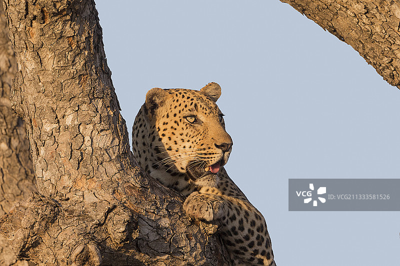 非洲豹（Panthera pardus pardus）在南非共和国卡拉哈里沙漠的一棵树上休息图片素材