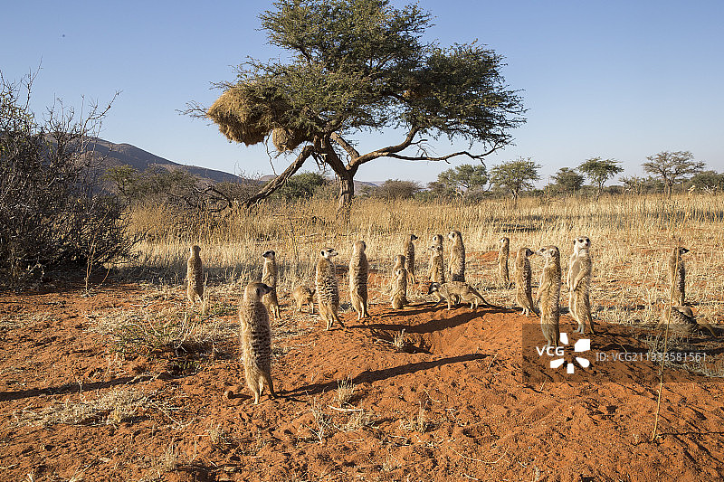 成年和幼年獴，卡拉哈里沙漠，南非共和国图片素材