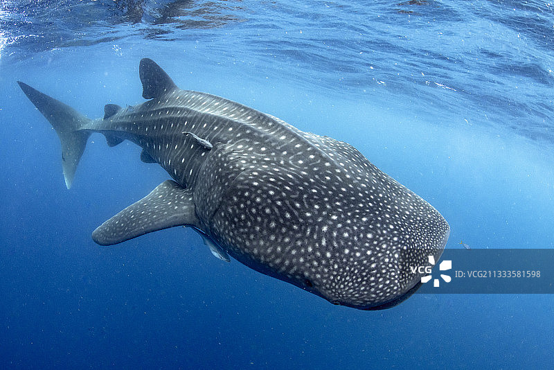 鲸鲨（Rhincodon typus），墨西哥湾图片素材