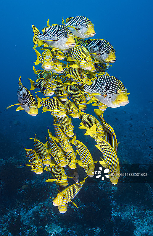 印度洋东方石鲈 (Plectorhinchus vittatus) 和带状石鲈 (Plectorhinchus polytaenia) 鱼群，科莫多国家公园，印度尼西亚图片素材