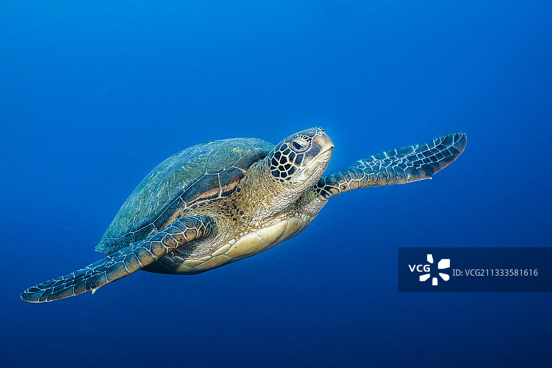 绿海龟，法属波利尼西亚塔希提岛图片素材