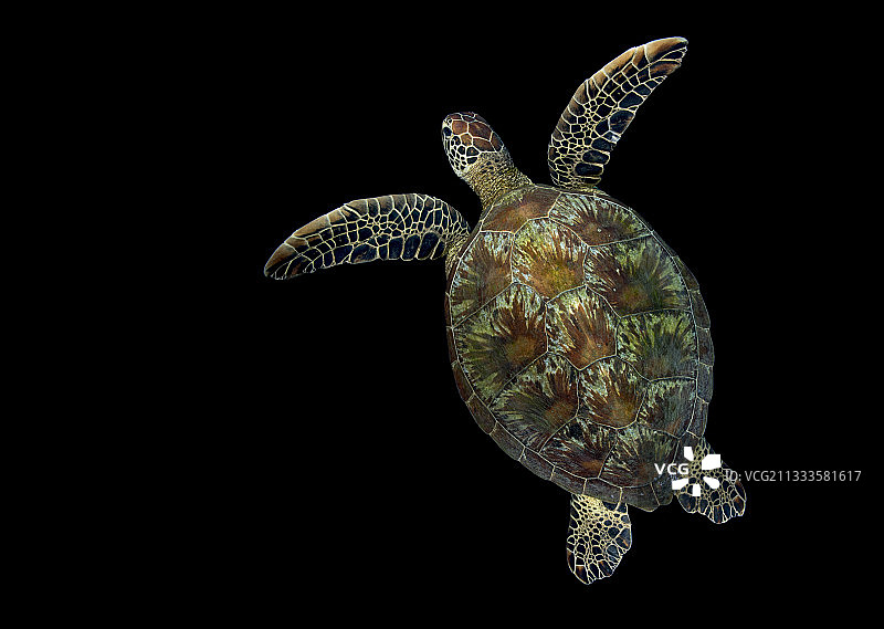 绿海龟，法属波利尼西亚塔希提岛图片素材
