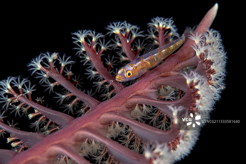 科莫多海笔上的虾虎鱼，印度尼西亚图片素材