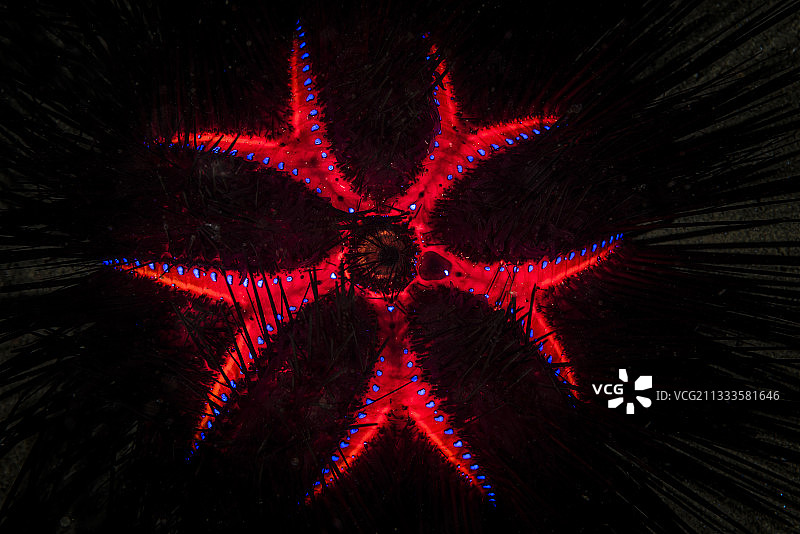 印度尼西亚科莫多火海胆细节图片素材