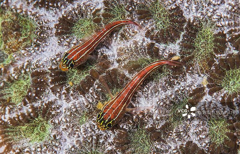 科莫多岛软珊瑚上的热带条纹三鳍鱼图片素材