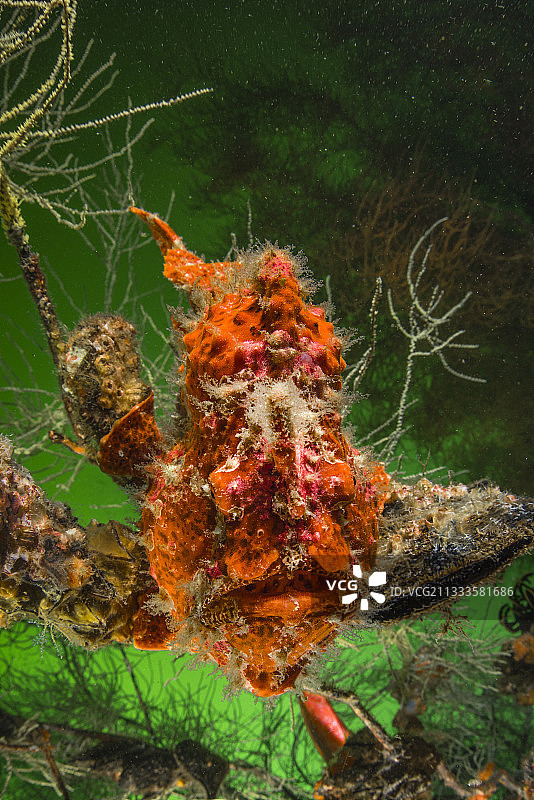 科默森躄鱼，印度尼西亚科莫多南部图片素材