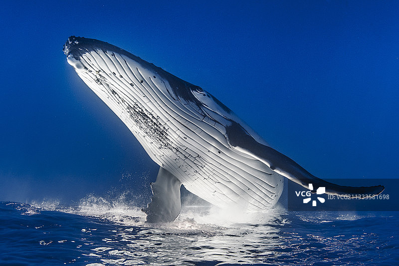 法属波利尼西亚塔希提岛水下倒游的座头鲸图片素材