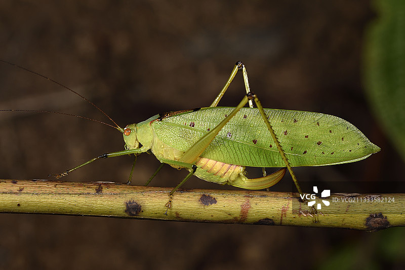 大型草蜢（直翅目），马达加斯加阿拉奥特拉-芒戈罗区安达西贝图片素材