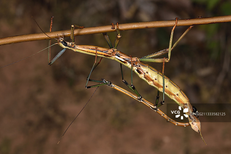 马达加斯加竹节虫（Leiophasma nigrolineatum）交配图片素材