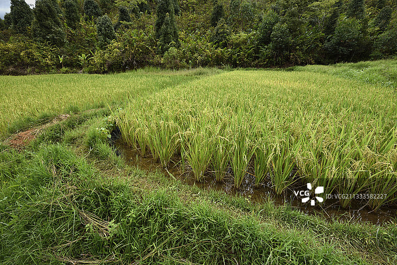 水稻田，马达加斯加阿劳特拉-芒古鲁区图片素材